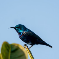 Purple Sunbird